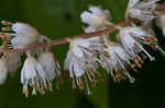 Mountain sweetpepperbush